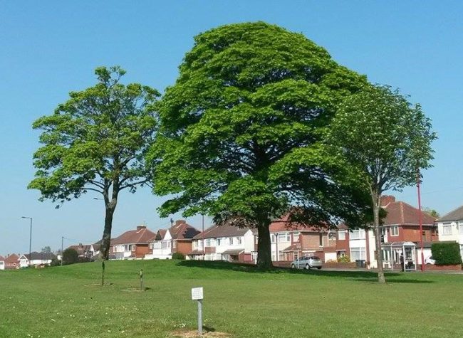 Kingstanding Mound (1)